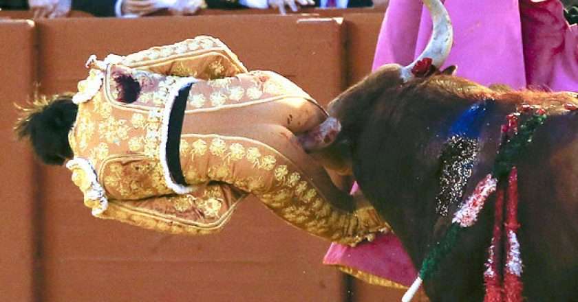 bull-gores-bullfighter-matador-through-bottom-486359.jpg
