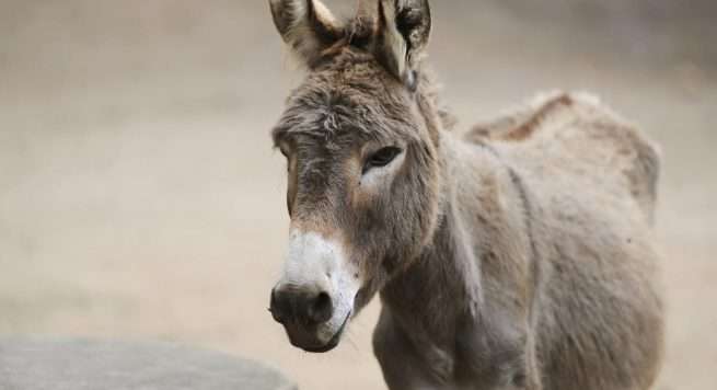 donkey1-655x356.jpg