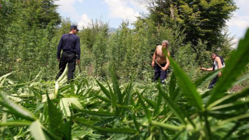 Cannabis-field-in-Albania.jpg