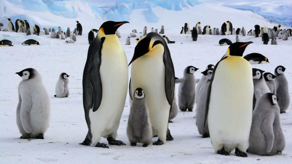 Pinguinët