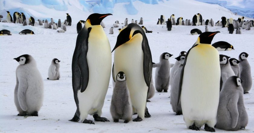 Pinguinët