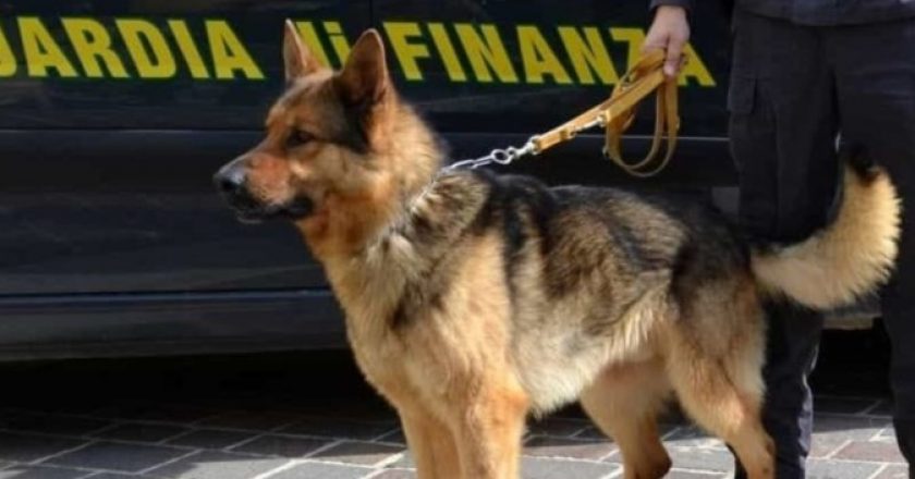 Itali, qeni zbulon drogën në shtëpinë e shqiptarit