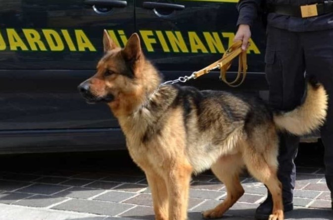 Itali, qeni zbulon drogën në shtëpinë e shqiptarit