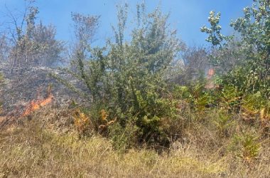 Ndezi zjarr për plehrat, por dogji një sipërfaqe toke me shkurre, procedohet autori në Tiranë