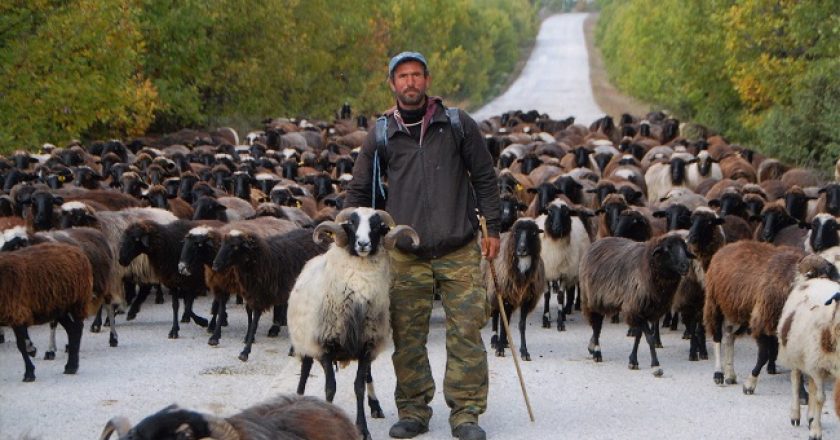 E pazakontë në Greqi/ Tufa e deleve konsumon 100 kg kanabis