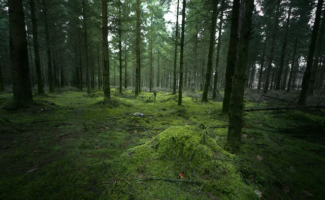 E rëndë në Belgjikë  U thirr në pyll nga i dashuri  14 vjeçarja përdhunohet nga 11 persona
